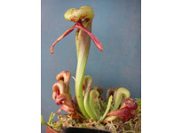食虫植物のページ Hiroshi Wakabayashi S Carnivorous Plants Pages Darlingtonia